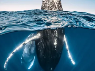 whale with baby breaches the surface