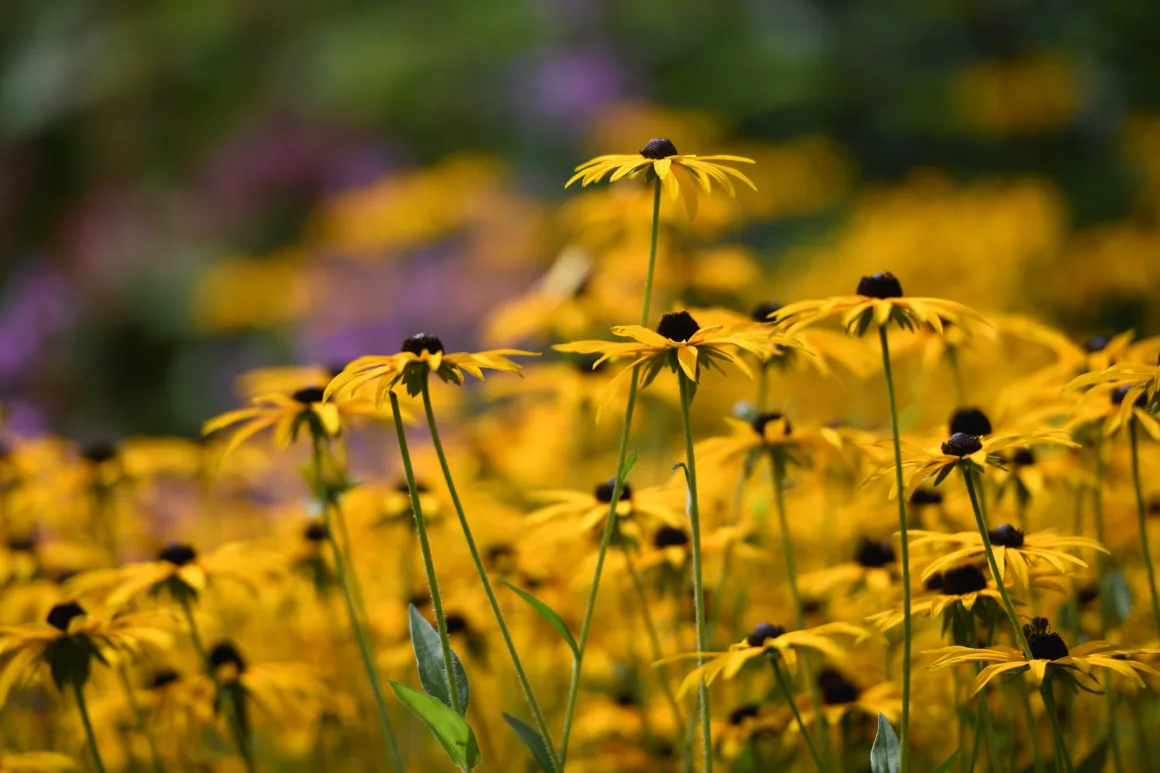 Nikon D850 001