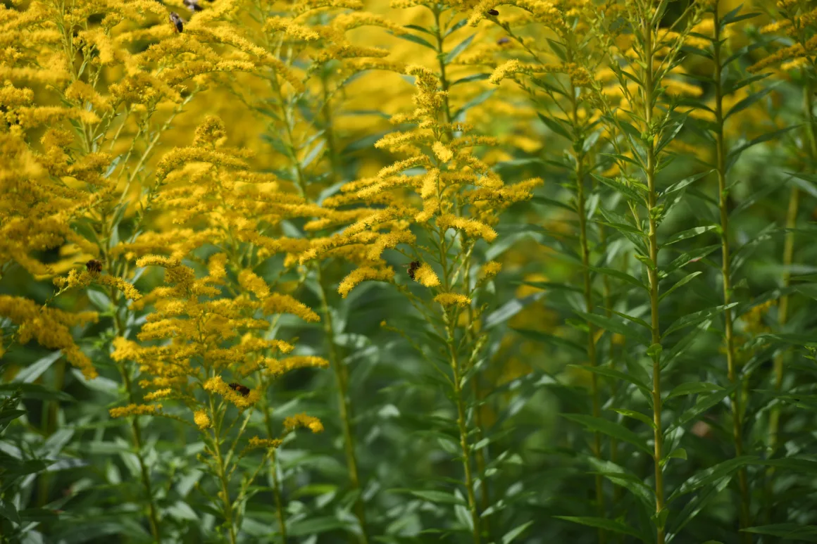 Nikon D850 003