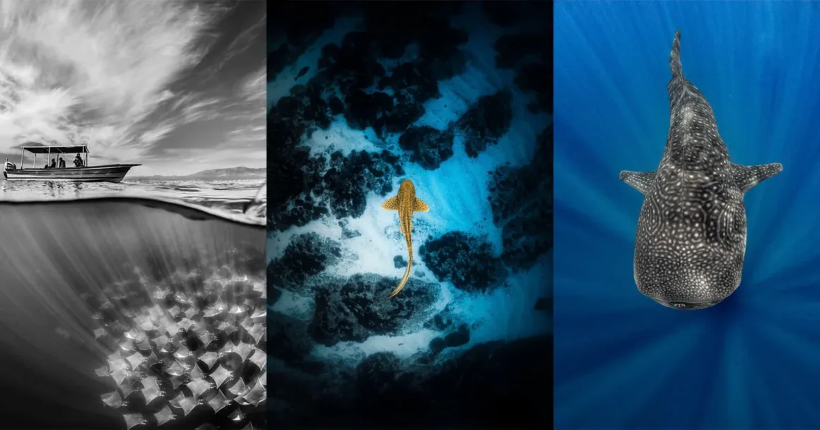 Shark Photographer of the Year