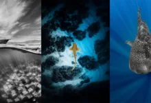 Shark Photographer of the Year 2025 13 Shark Photographer of the Year