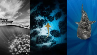 Shark Photographer of the Year 2025 27 Shark Photographer of the Year