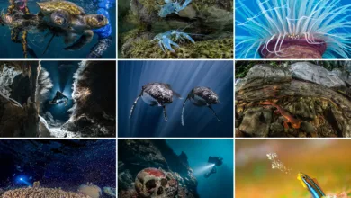 2025 DPG Masters Sualti Goruntuleme Yarismasi