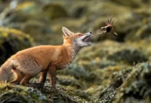 2025 Yilin Fotografcisi header