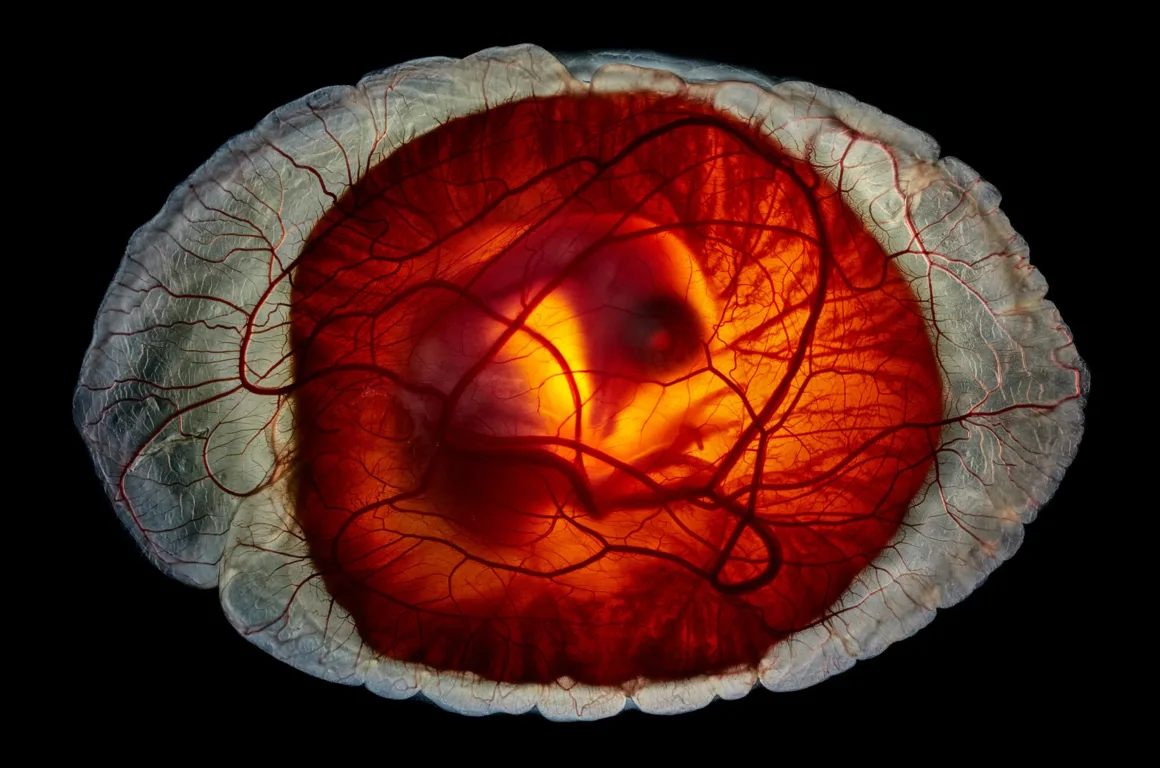 National Geographic – Pictures of the Year 2025 12 Anand Varma 0