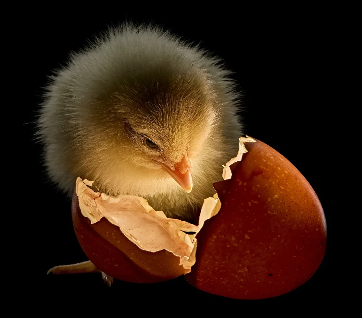 National Geographic – Pictures of the Year 2025 13 Anand Varma