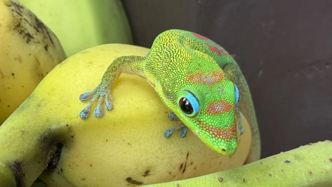 2026’nın en iyi kameralı telefonu 3 Apple iPhone 17 Pro Max kamera ornekleri 001