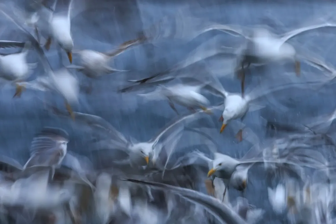 Arne Bivrin In camera