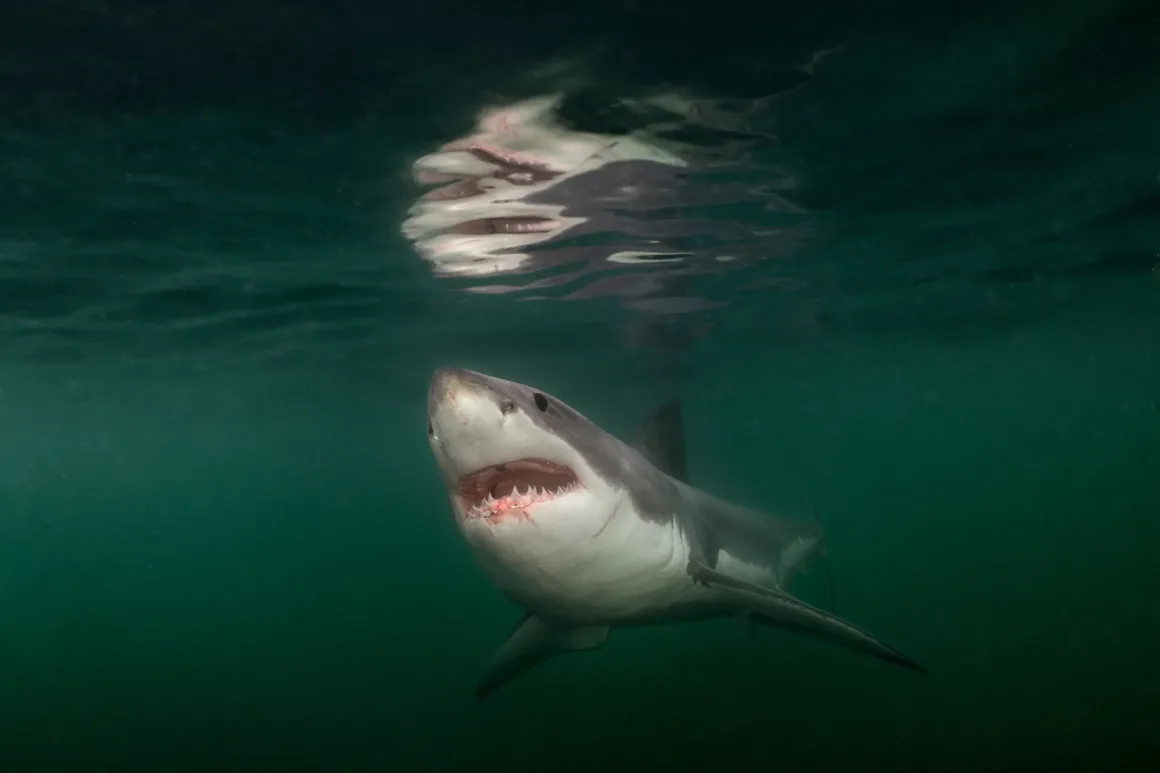 National Geographic – Pictures of the Year 2025 19 Brian Skerry