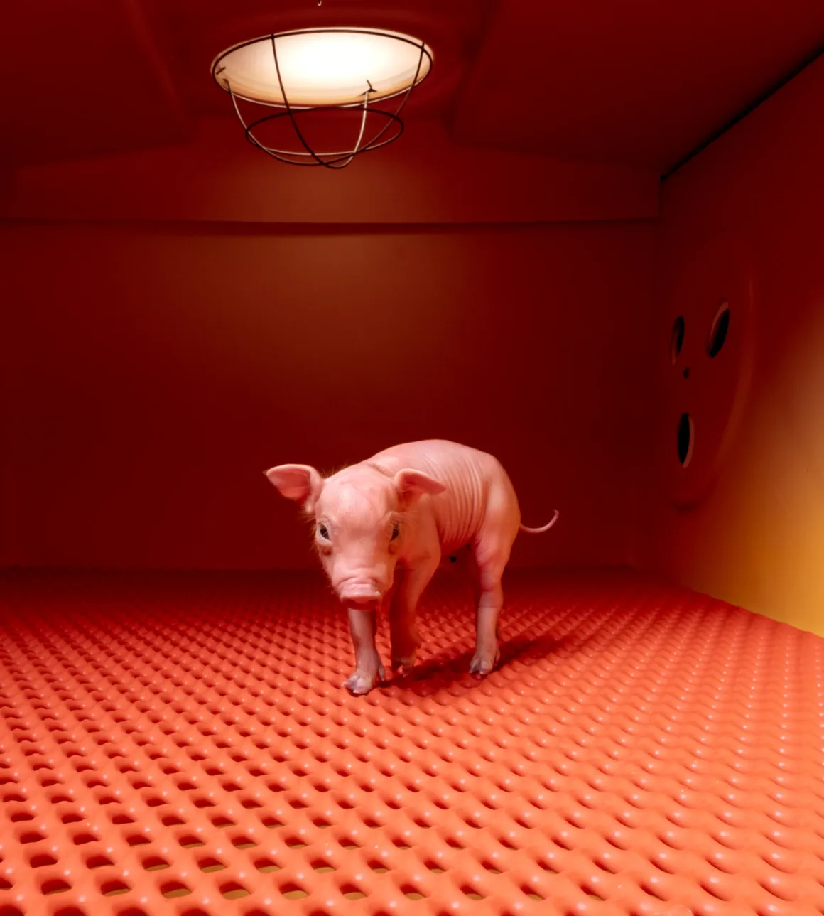 National Geographic – Pictures of the Year 2025 15 Craig Cutler