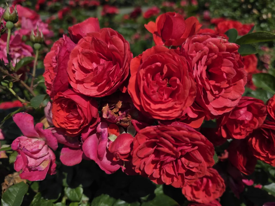 2026’nın en iyi kameralı telefonu 11 Galaxy S25 Ultra kamera ornekleri 004