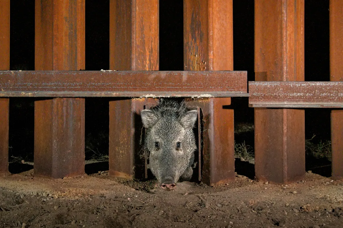 National Geographic – Pictures of the Year 2025 24 Jaime Rojo