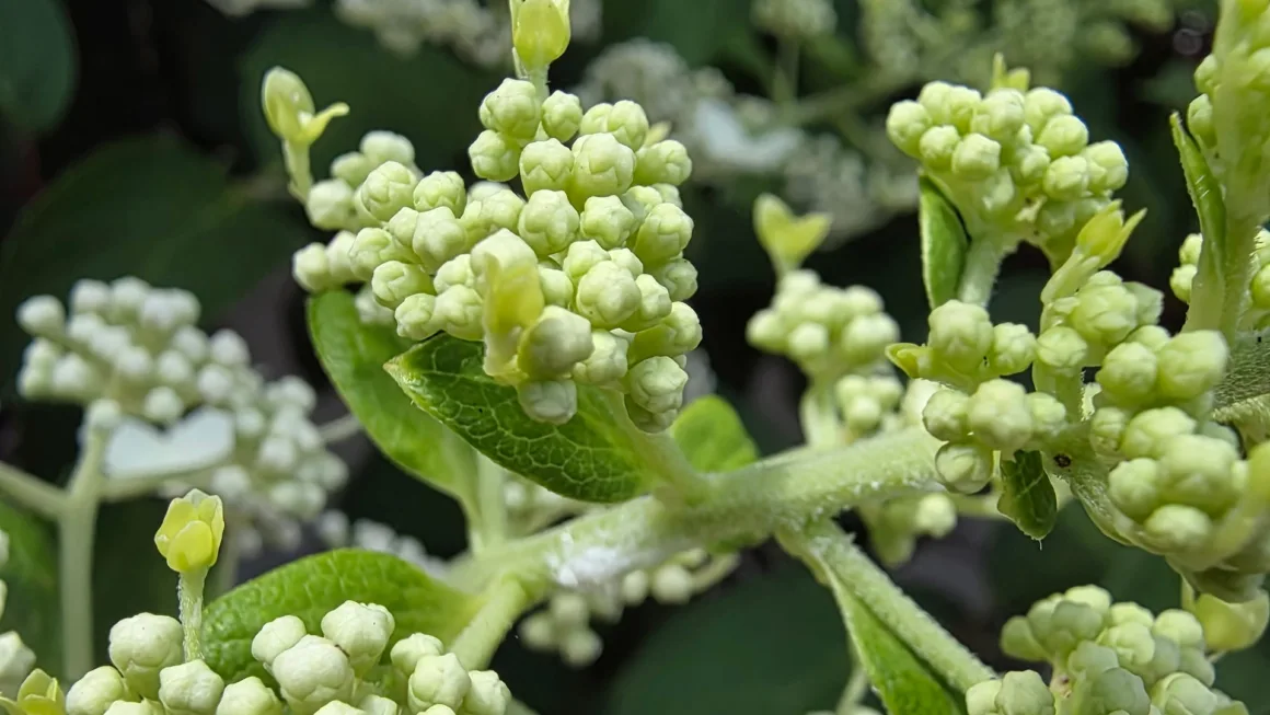 2026’nın en iyi kameralı telefonu 23 Samsung Galaxy Z Fold 7 kamera ornekleri 001