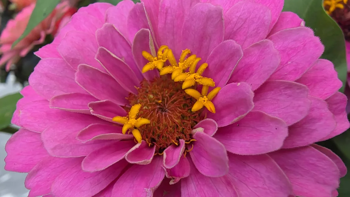 2026’nın en iyi kameralı telefonu 24 Samsung Galaxy Z Fold 7 kamera ornekleri 002