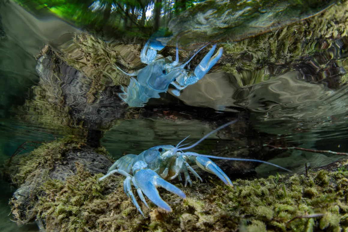 a blue crayfish sits on rocks underwater with its reflection on the surface of the water