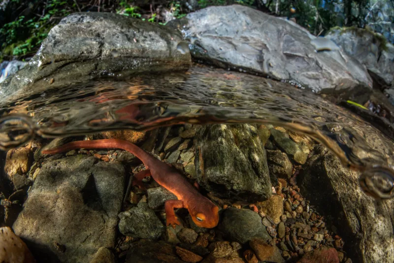 a newt hands out underwater in a rocky stream