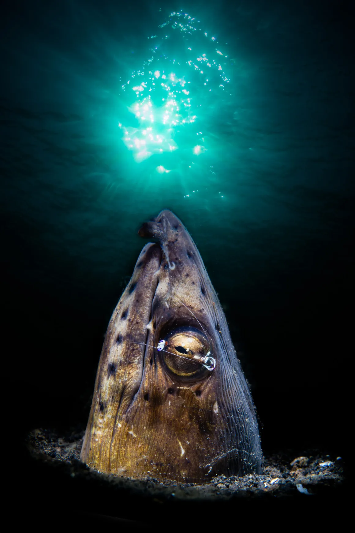 a shrimp cleans the eye of an eel poking its head out of a burrow