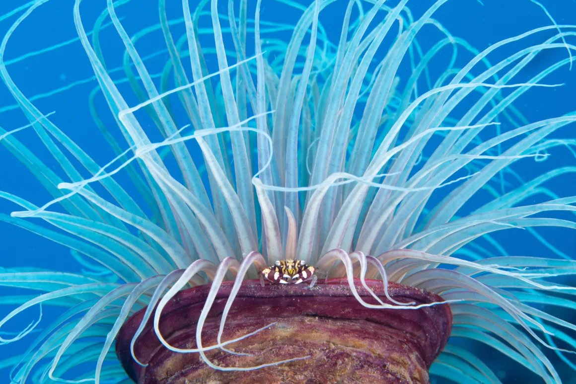 a small crab sits on an anemone