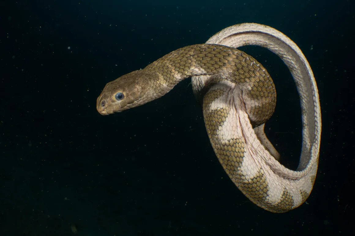 a snake is coiled up and floating underwater