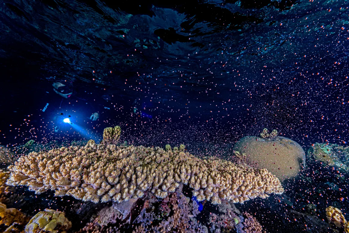 coral reproductive material scatters while a diver shines their flashlight