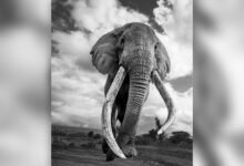 craig the elephant head