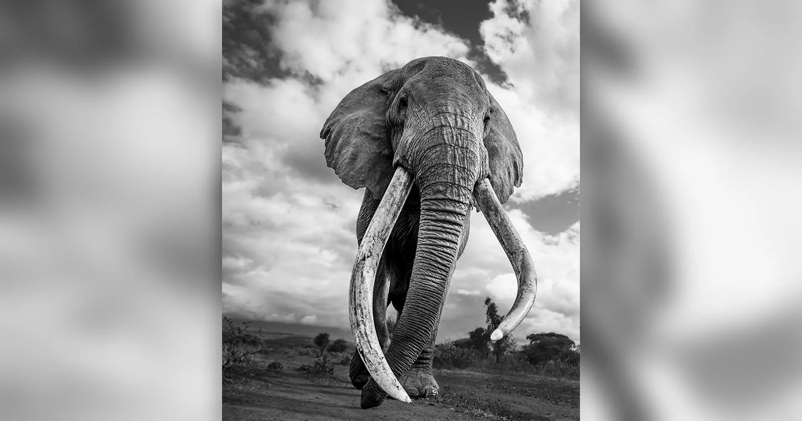 Fotoğrafçıların Gözdesi “Super Tusker” Afrikalı Fil Craig Hayatını Kaybetti 1 craig the elephant head jpg