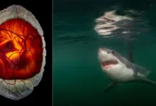 nat geo pictures of the year 25 featured