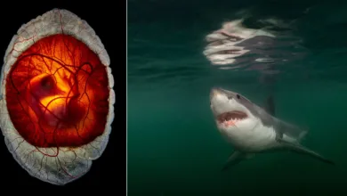 nat geo pictures of the year 25 featured