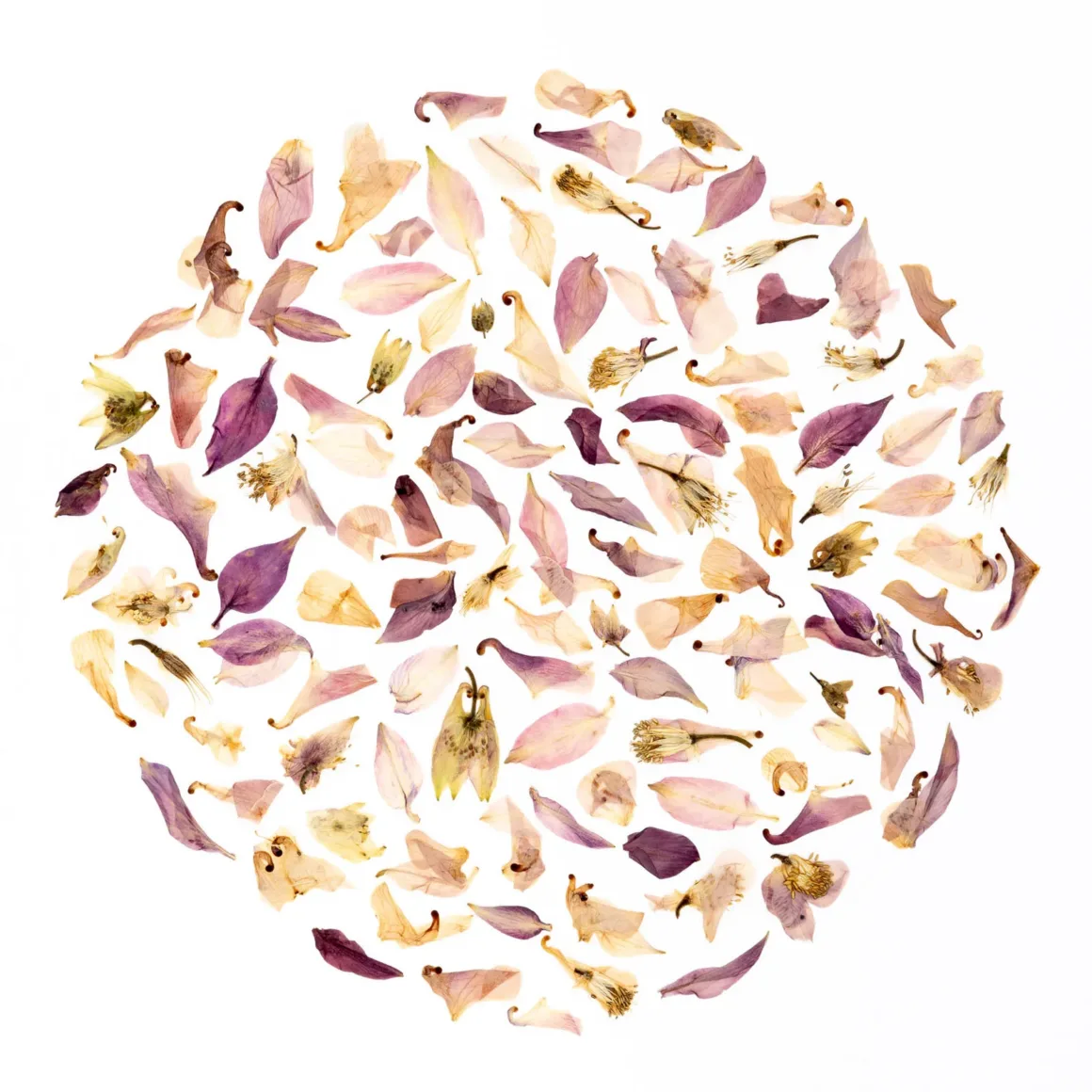 078 C2A9 Lesley Ormrod United Kingdom Shortlist Open Competition Object Sony World Photography Awards 2026.jpg