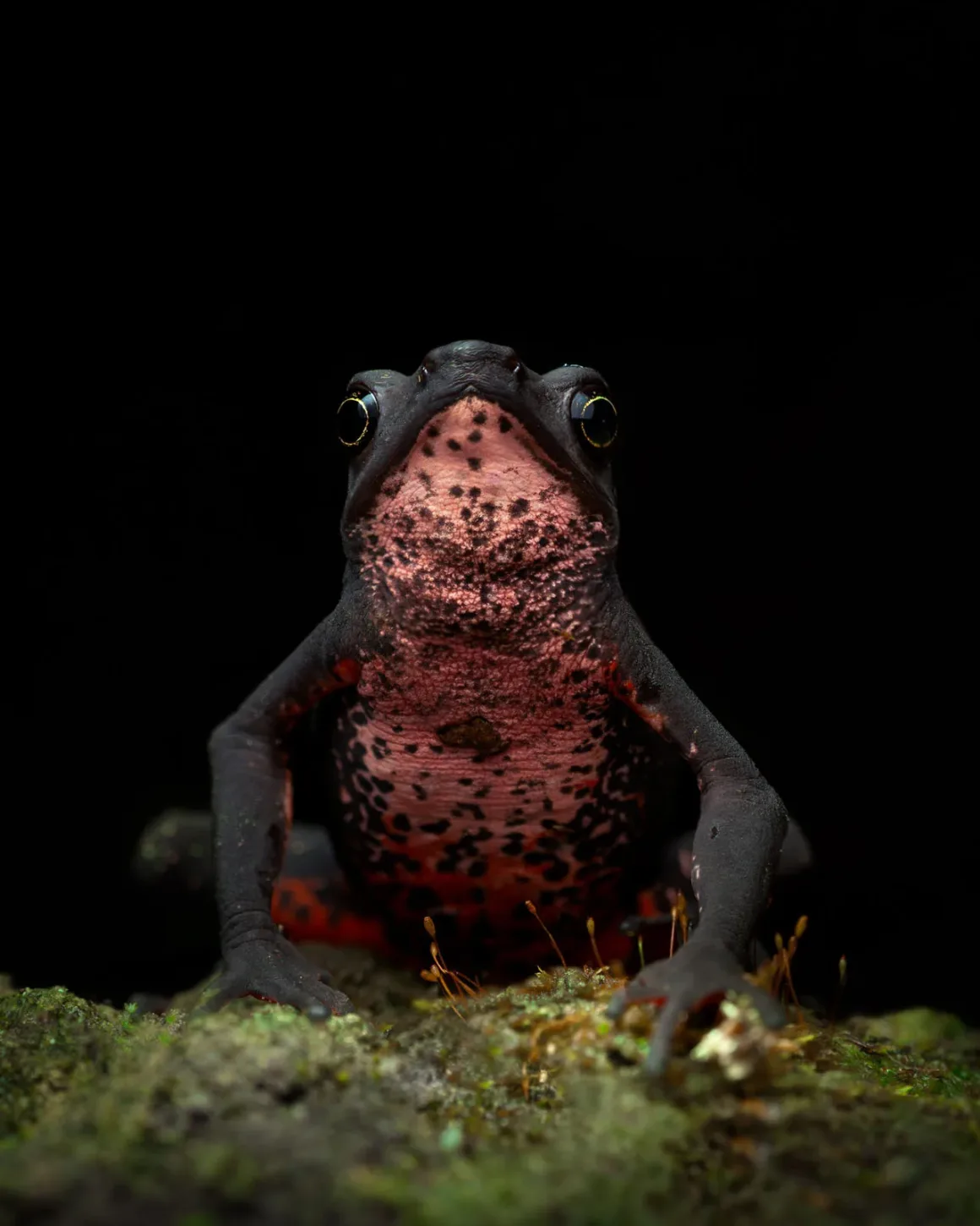 082 C2A9 Juan Jacobo Castillo Barrera Colombia Shortlist Open Competition Natural World Wildlife Sony World Photography Awards 2026.jpg