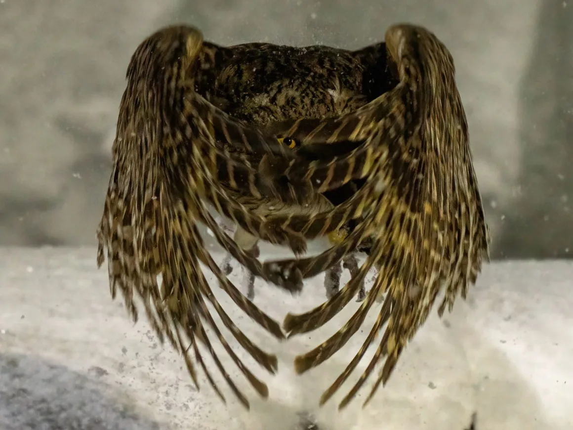 131 C2A9 Chung Cheong Wong Singapore Shortlist Open Competition Natural World Wildlife Sony World Photography Awards 2026.jpg