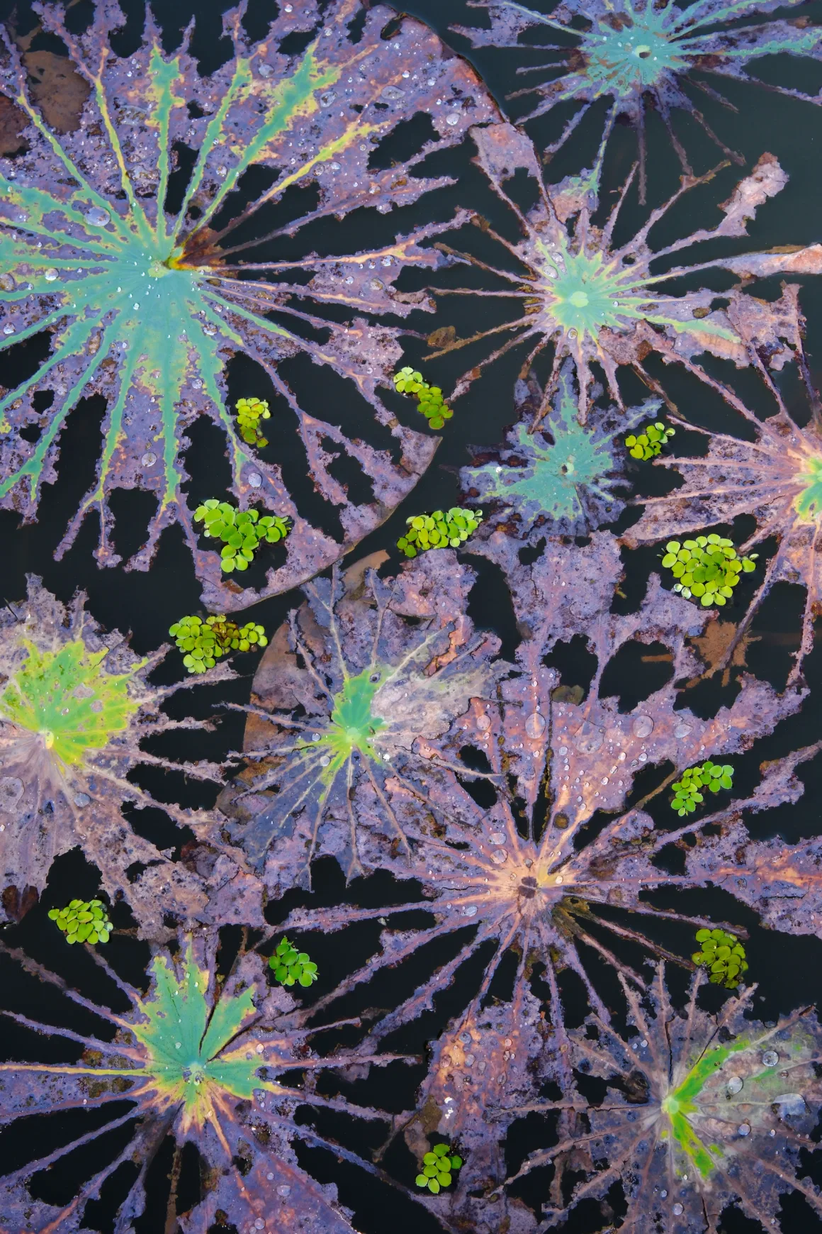 1st Plants Rebirth from Destruction Minghui Yuan CUPOTY 7