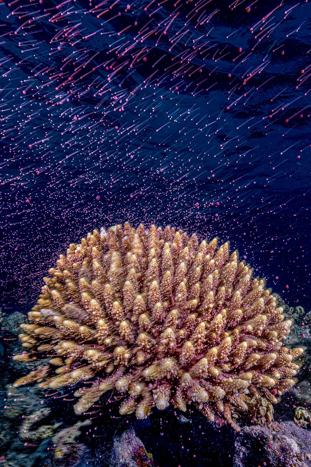 A close-up underwater view of a coral colony releasing pinkish eggs and sperm into the dark blue water, with particles drifting upward in the current.