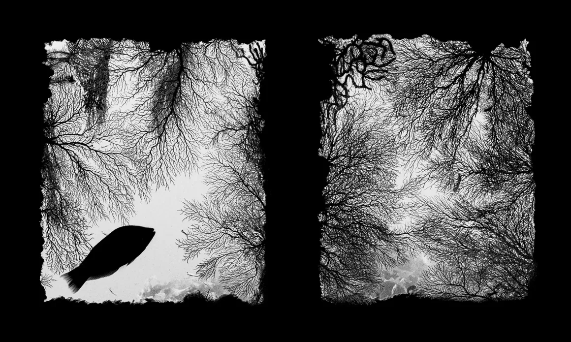 Black-and-white image with two panels showing intricate underwater coral branches. The left panel features a fish silhouette swimming among the coral, while the right panel displays only the dense coral patterns.
