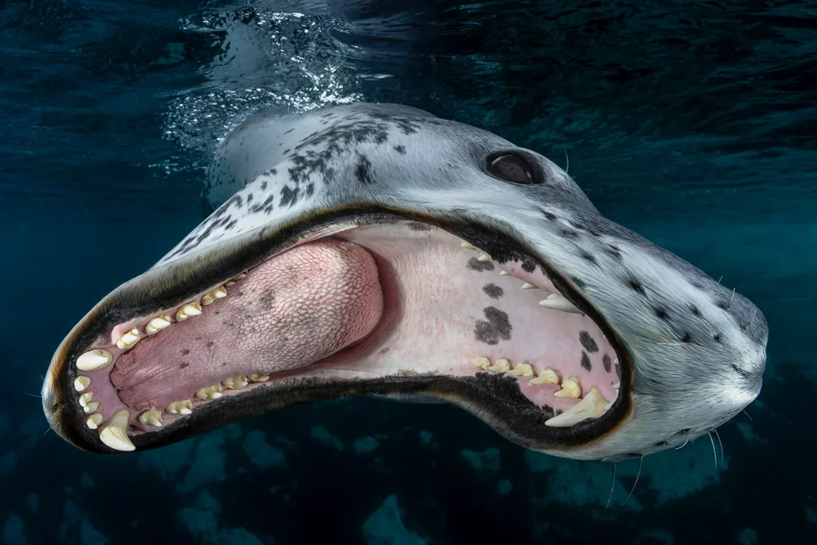 A close-up underwater photo of a leopard seal with its mouth wide open, showing its sharp teeth and pink tongue, set against a dark blue ocean background.