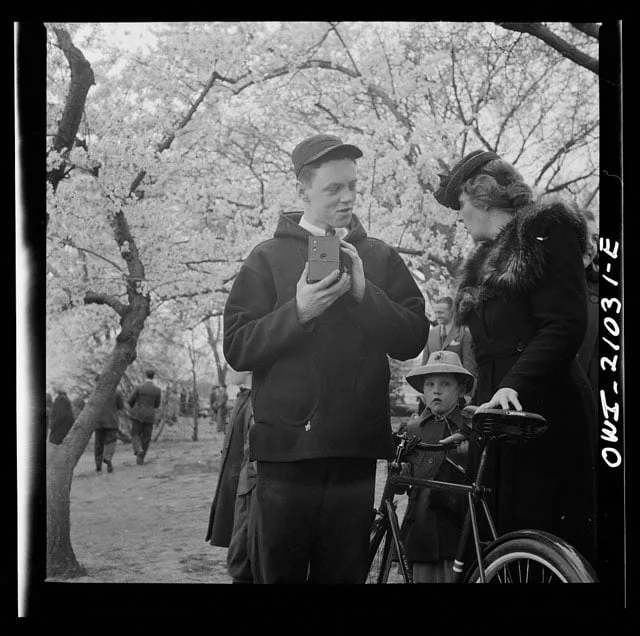 Washington, D.C. Kiraz çiçeklerini fotoğraflamak. Fotoğraf: Esther Bubley.