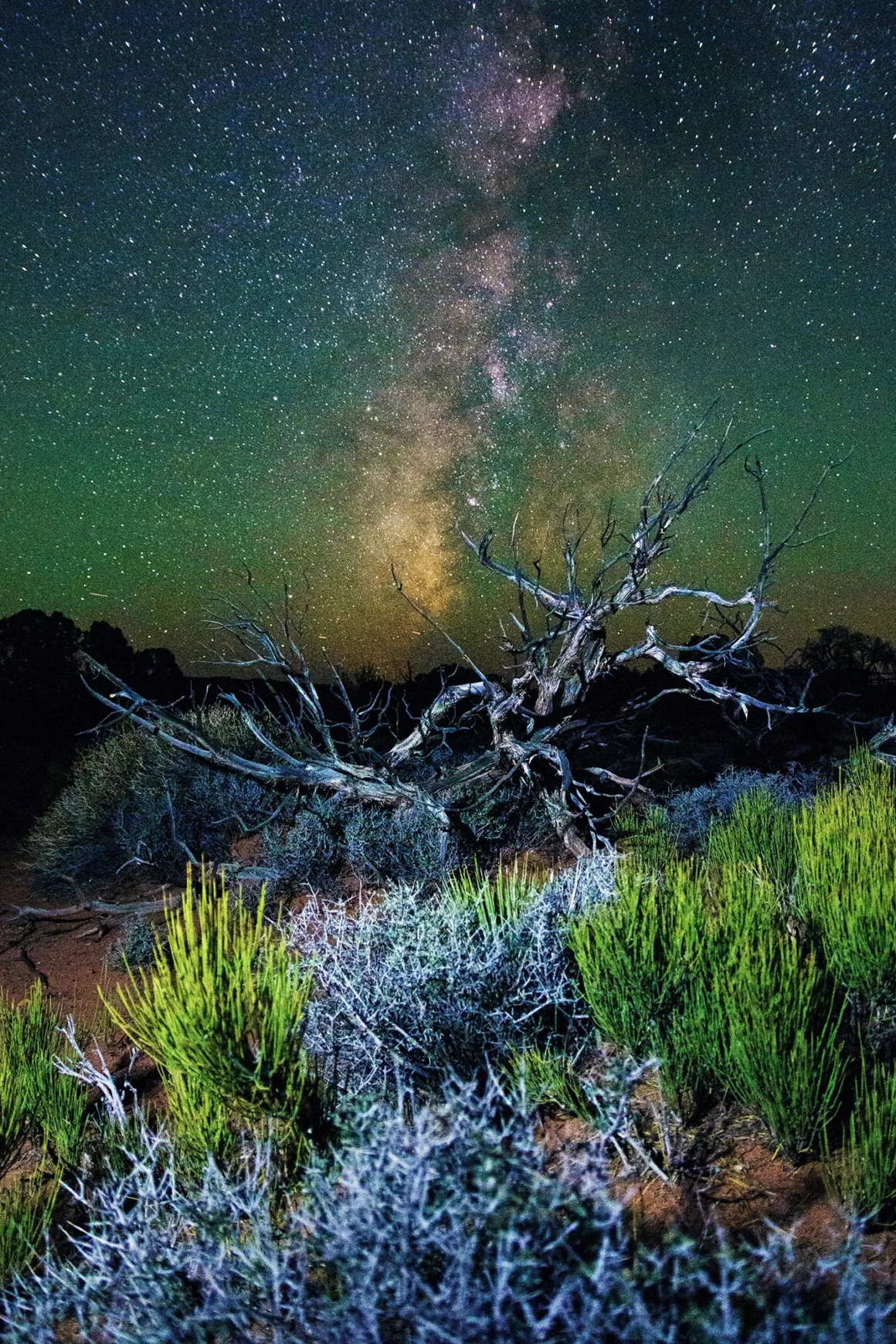 A leafless, twisted tree stands among green shrubs under a star-filled night sky, with the Milky Way galaxy visible in the background.