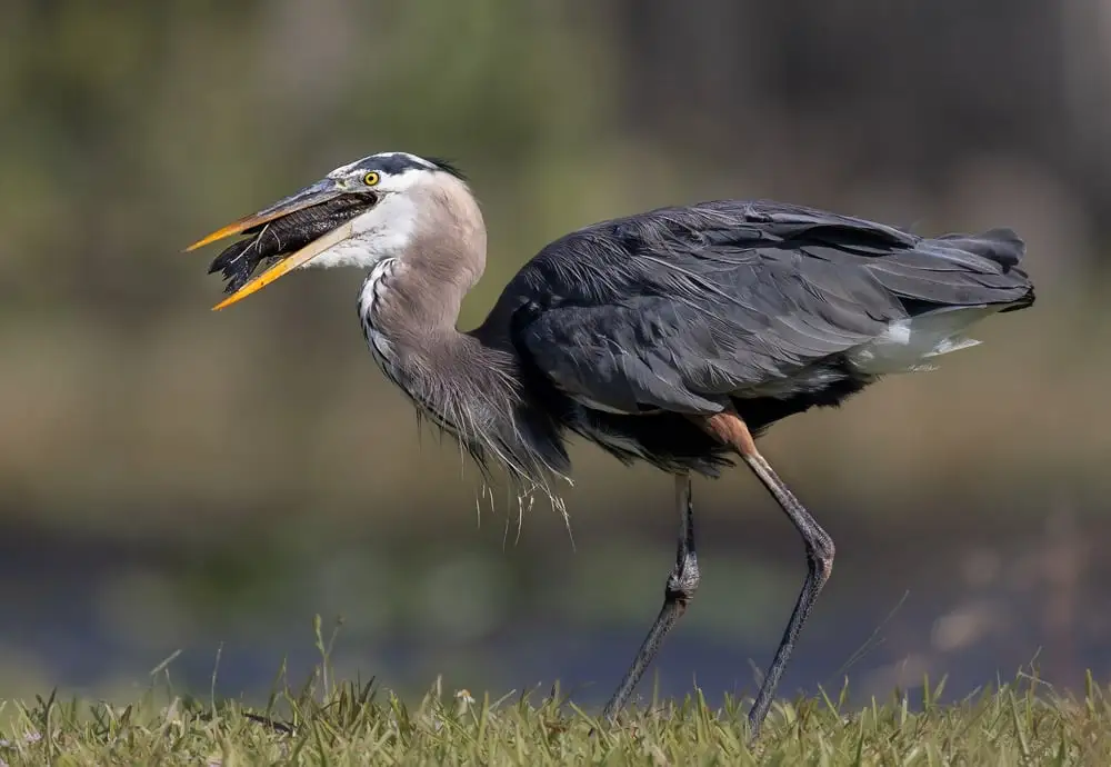 Angela Sanchez P5A1443 Edit 2