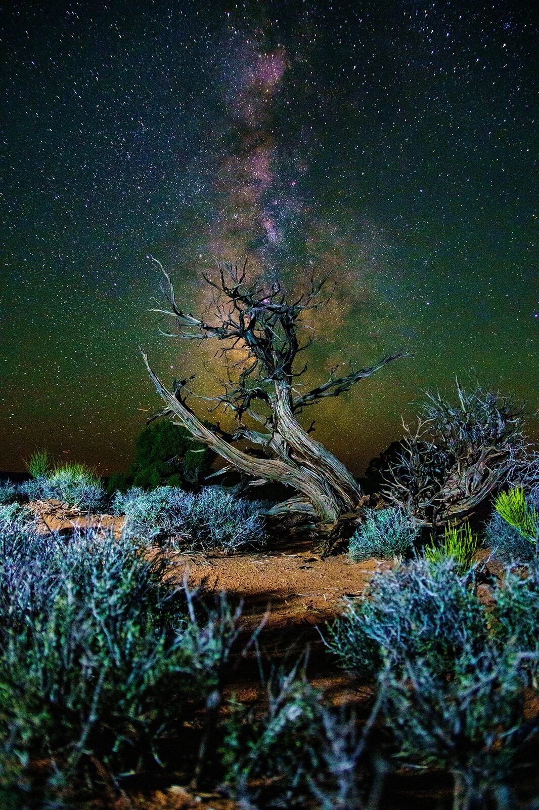 A gnarled, leafless tree stands in desert scrub under a clear night sky filled with stars and the vibrant band of the Milky Way stretching upward in the background.