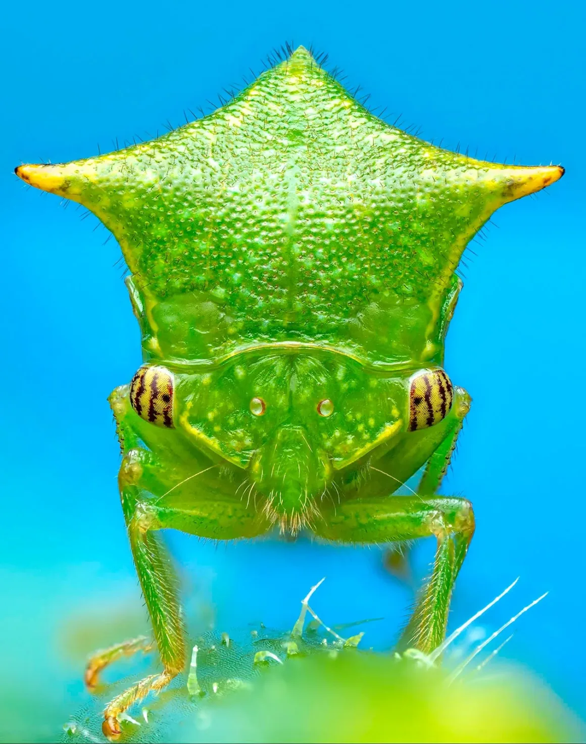 Buffalo Treehopper c Jeremiah Winden