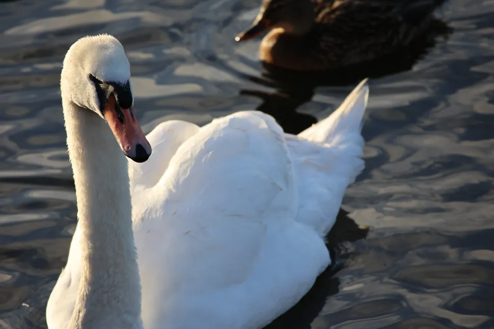 Canon RF 100 400mm 001