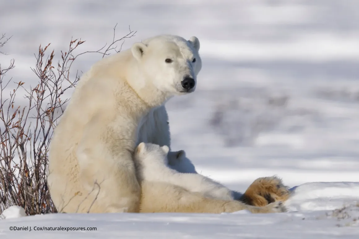 Buz Üzerinde İlk Adımlar: Kutup Ayısı Yavrularının Zorlu Yolculuğu 5 D161979 P