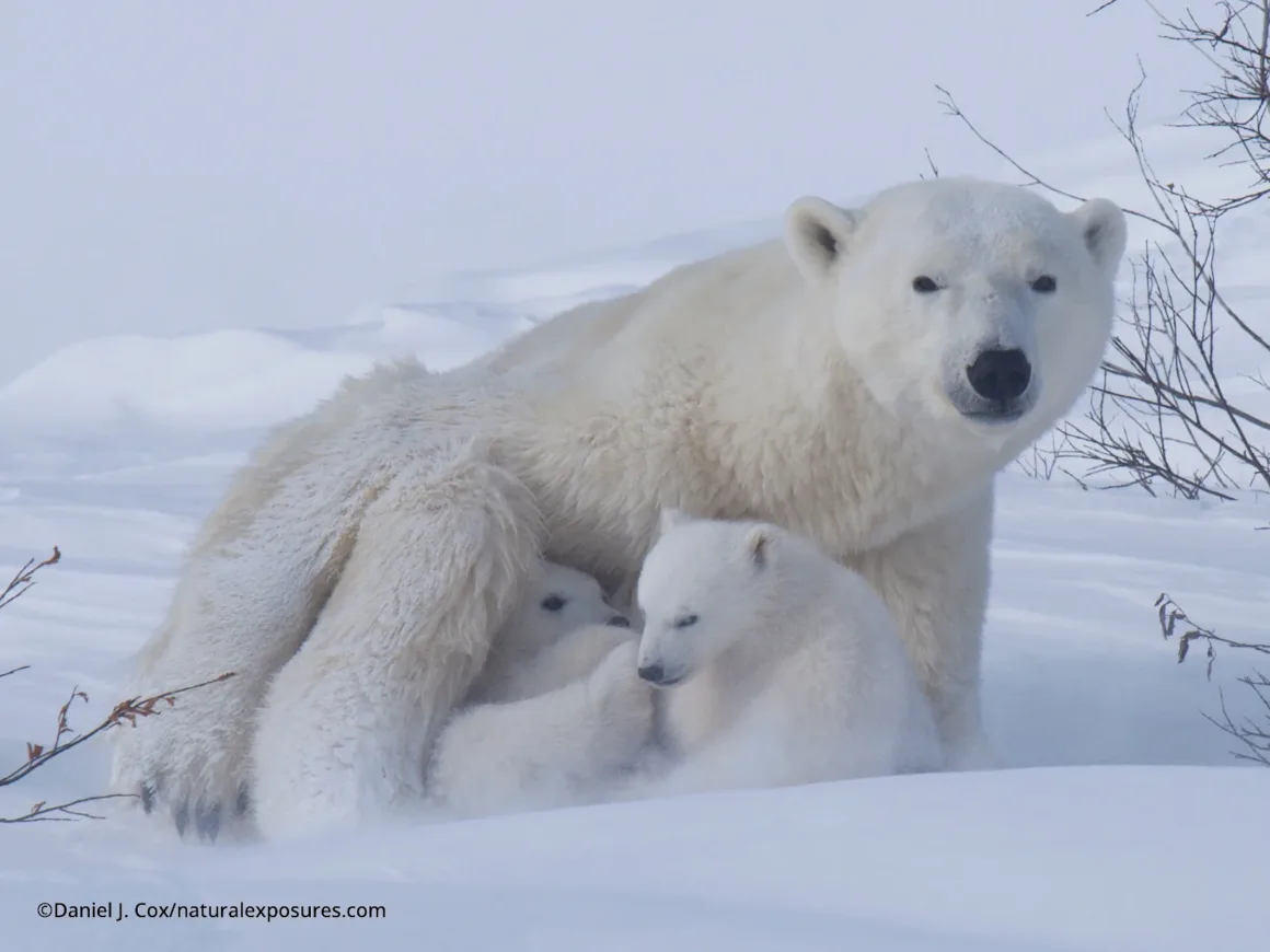 Buz Üzerinde İlk Adımlar: Kutup Ayısı Yavrularının Zorlu Yolculuğu 2 D1855952