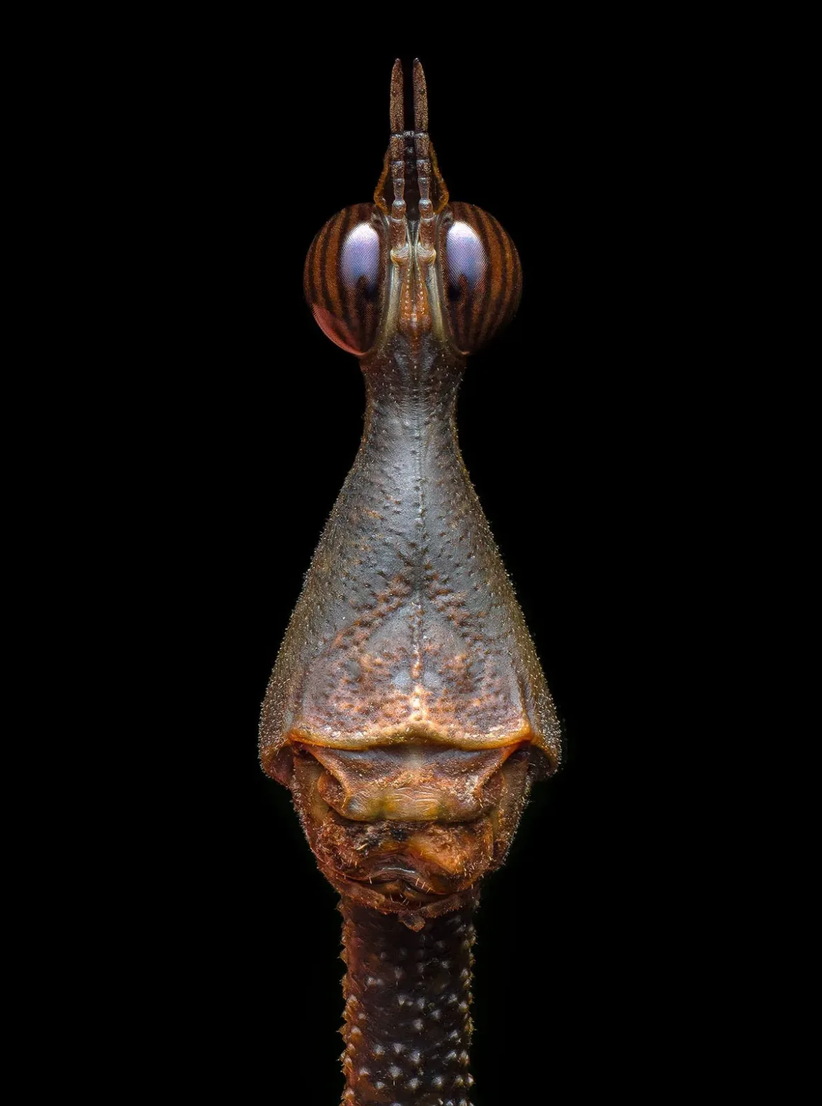 Horsehead grasshopper c Jeremiah Winden