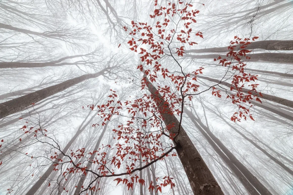 Ionut Alexandru Coman