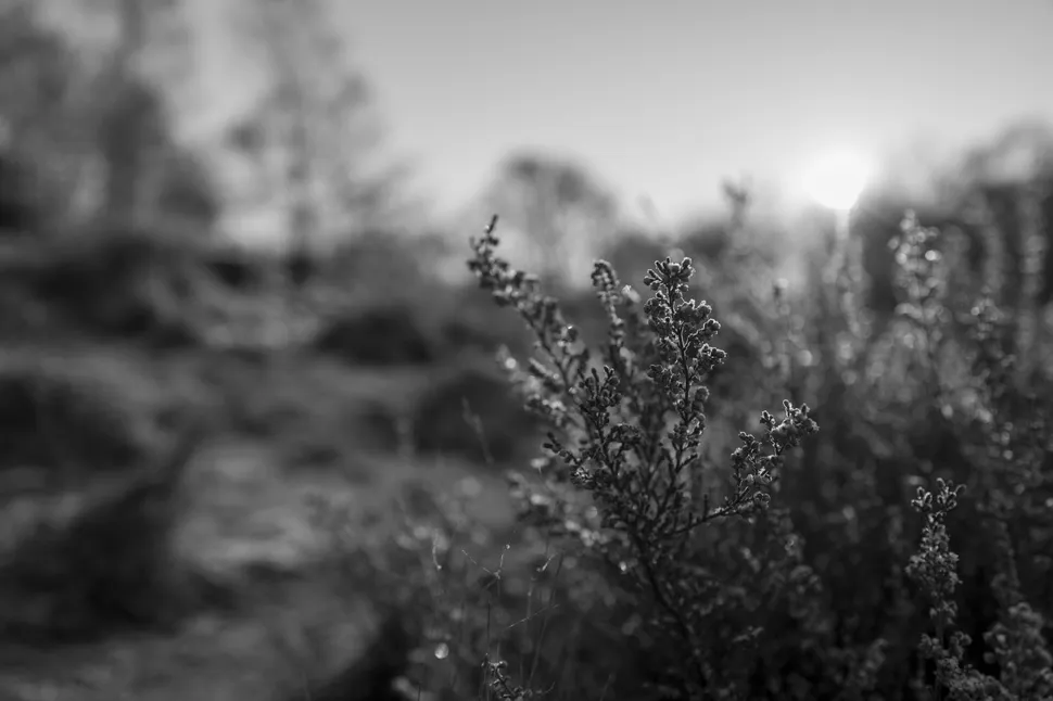 Leica Q3 Monochrom 028