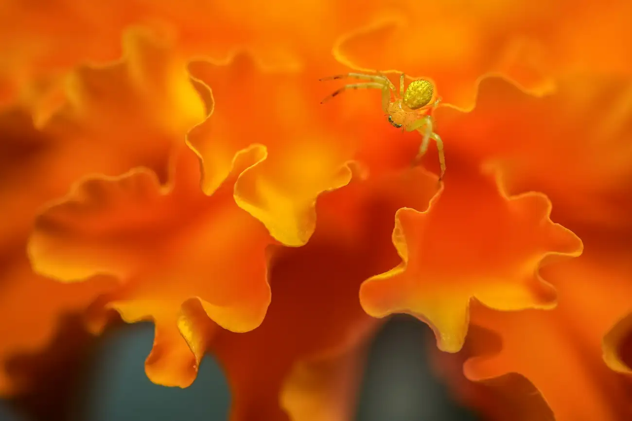 Siena Creative Photography Awards 2025