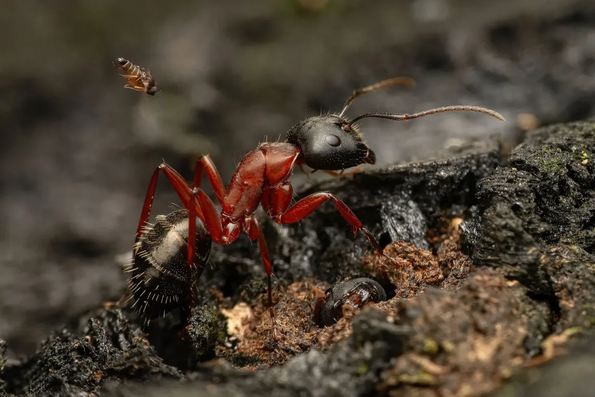 Miniscule but deadly dive bomber Phoridae Camponotus c Francois Brassard