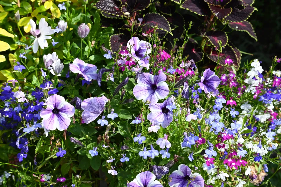 Nikon Z DX 50 250mm 001