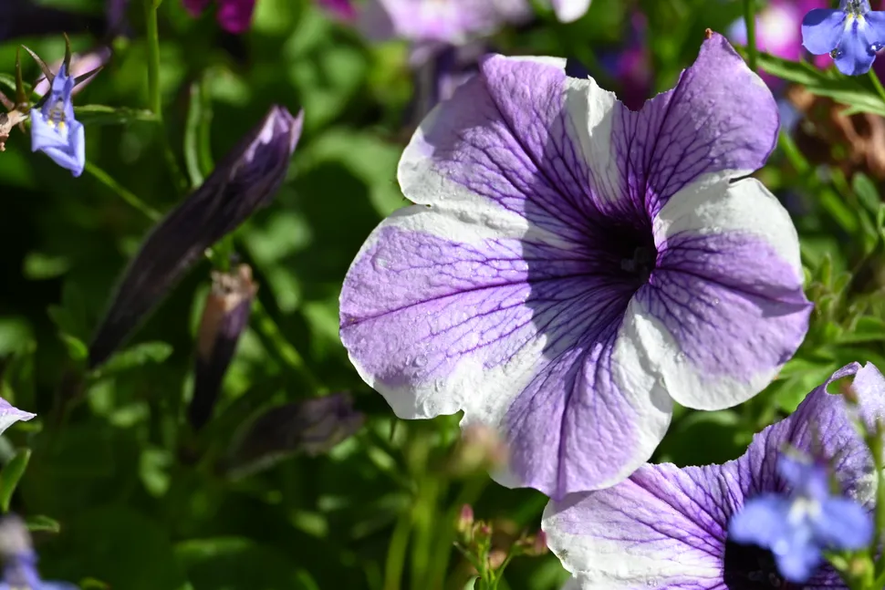 Nikon Z DX 50 250mm 002